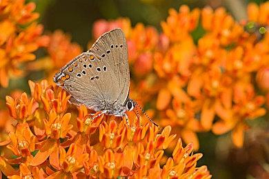 《星刃》玩法演示视频 华丽招式让人眼花缭乱